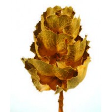 HAKEA VICTORY LARGE 8" HEAD Gold-OUT OF STOCK